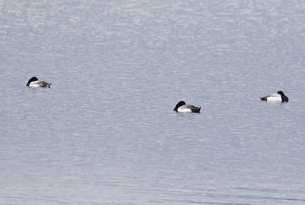 Greater Scaup - ML649976147