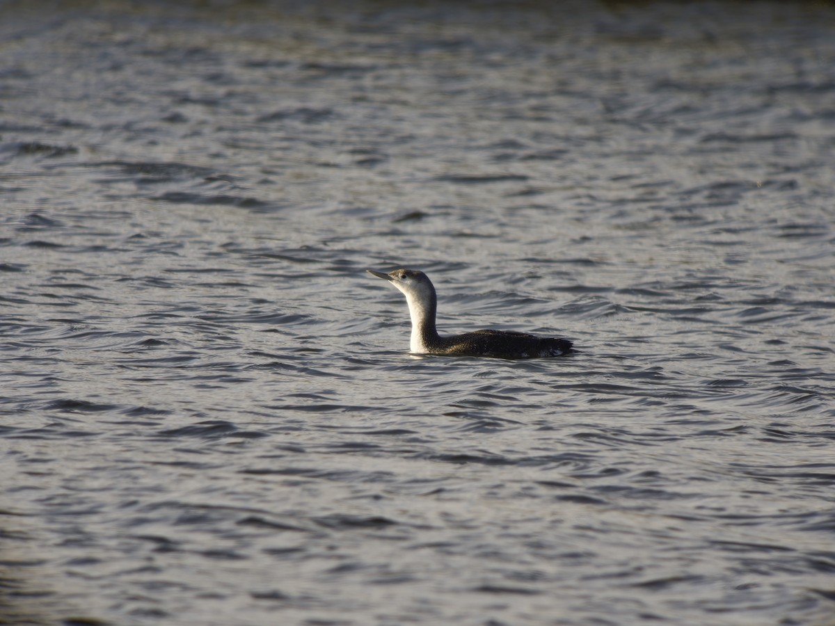 Strolaga minore - ML649976248