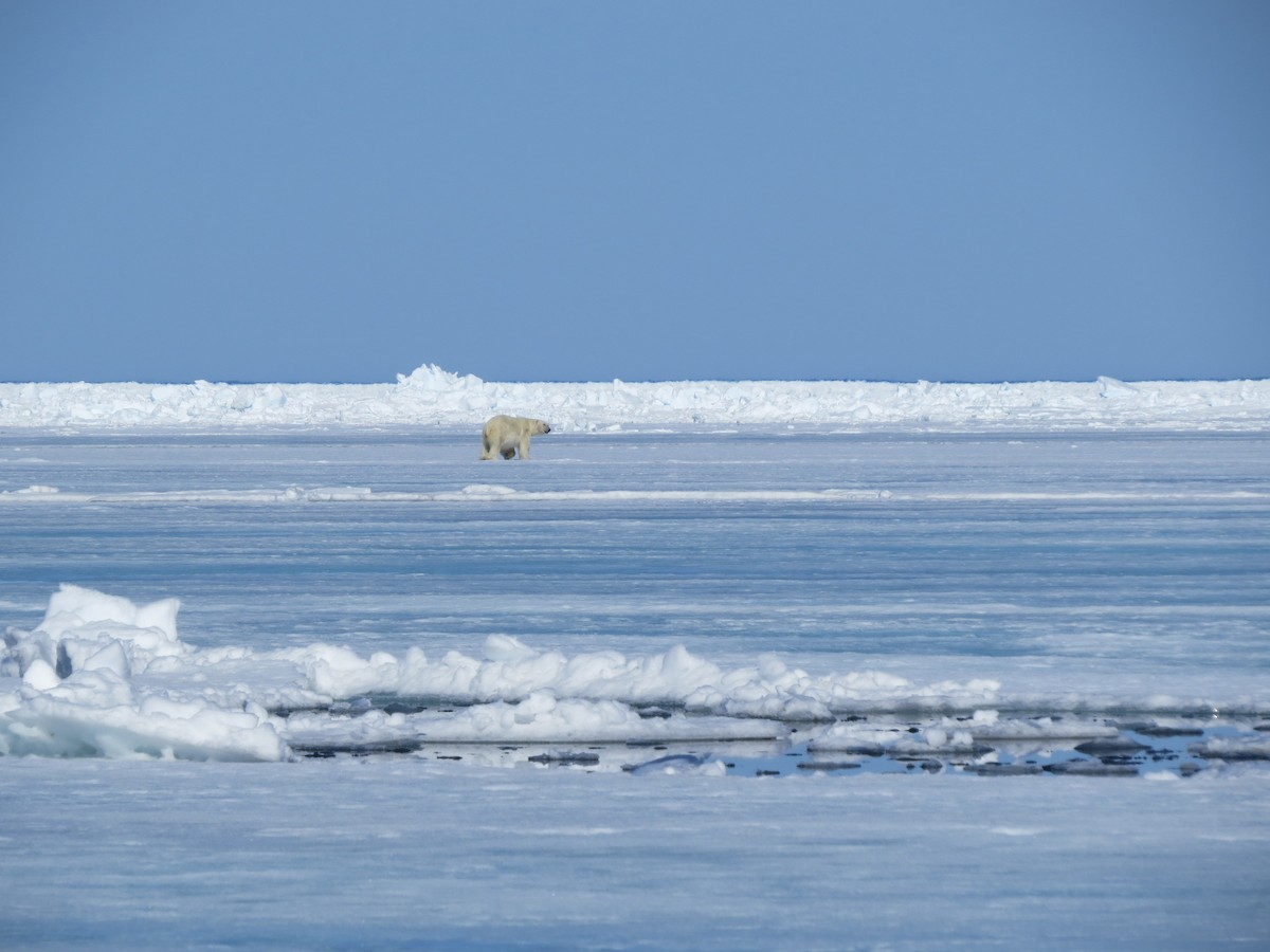 Polar Bear - ML649976339