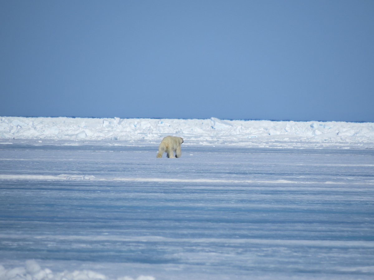 Polar Bear - ML649976340