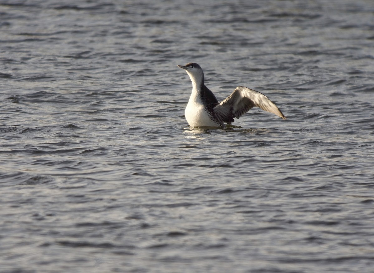 Strolaga minore - ML649976688