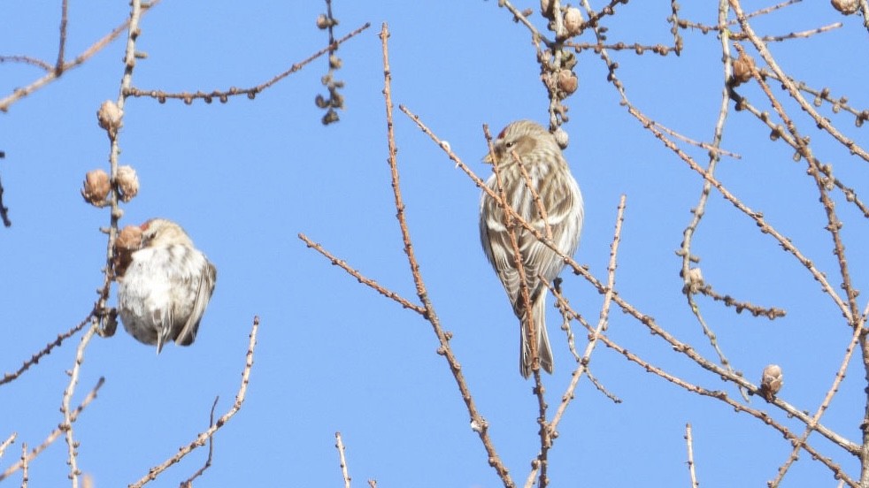 Redpoll - ML649976902