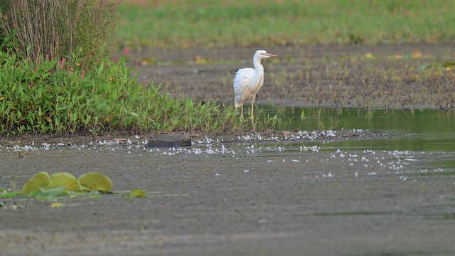 Great Blue Heron (Great White) - ML649976906