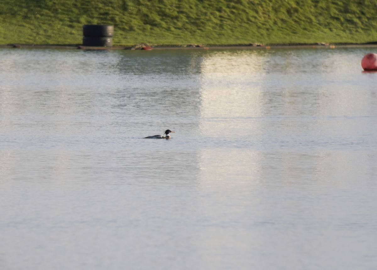 Smergo minore - ML649976927