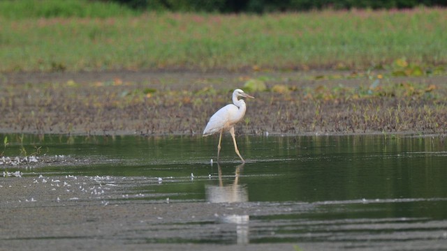 Great Blue Heron (Great White) - ML649976956