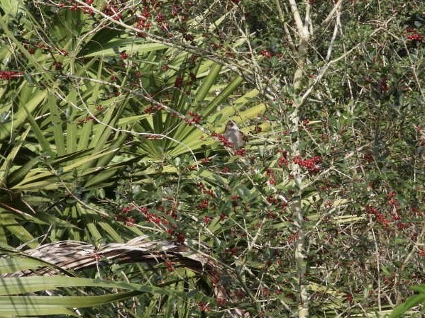 White-throated Sparrow - ML649977220