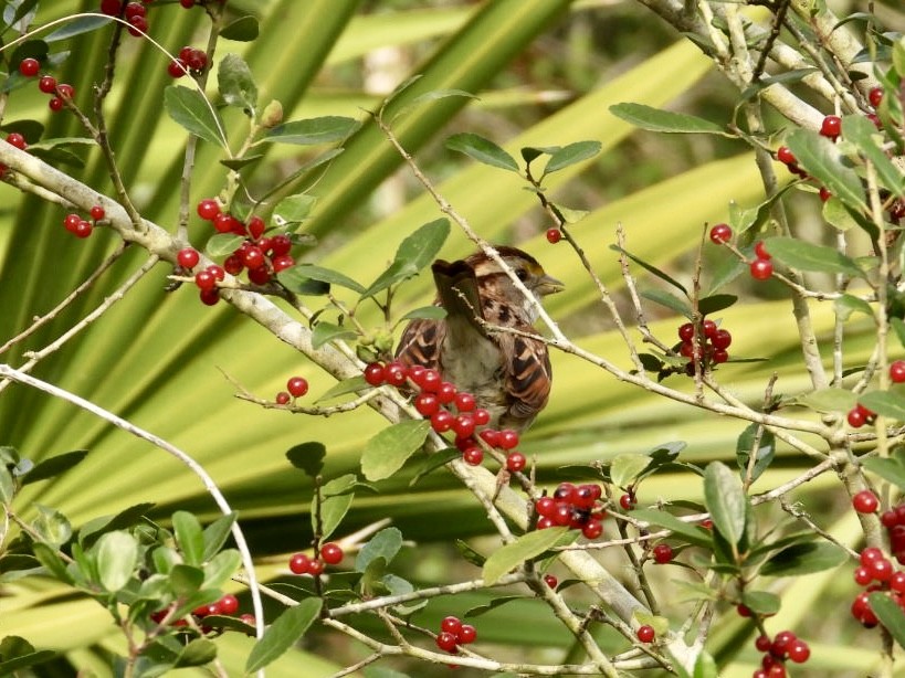 White-throated Sparrow - ML649977221