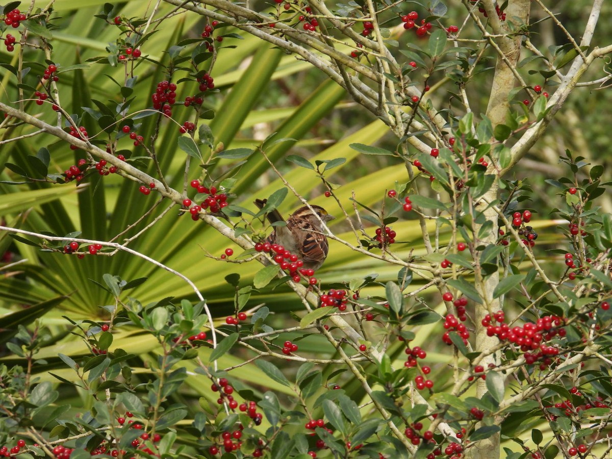 White-throated Sparrow - ML649977222