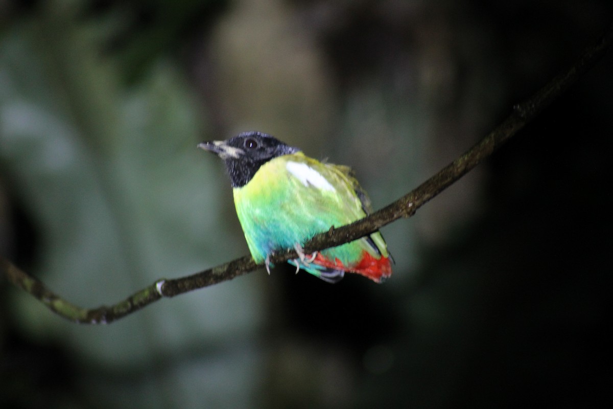 Brève de Nouvelle-Guinée - ML649977350