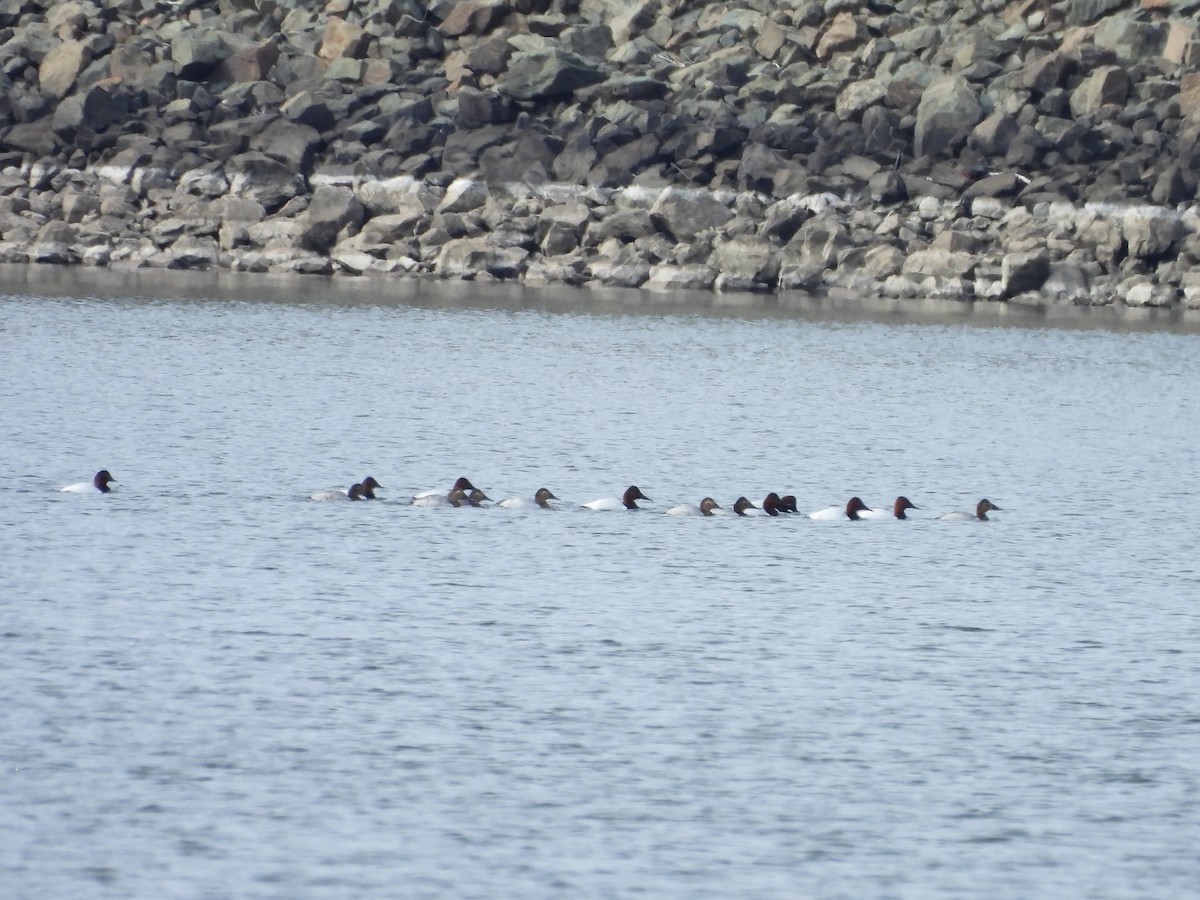 Canvasback - ML649977411