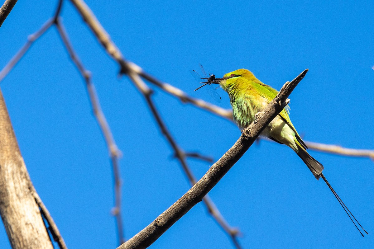 African Green Bee-eater - ML649977489