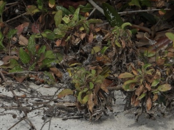 Palm Warbler (Yellow) - ML649977629