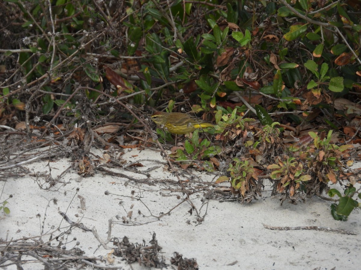 Palm Warbler (Yellow) - ML649977630