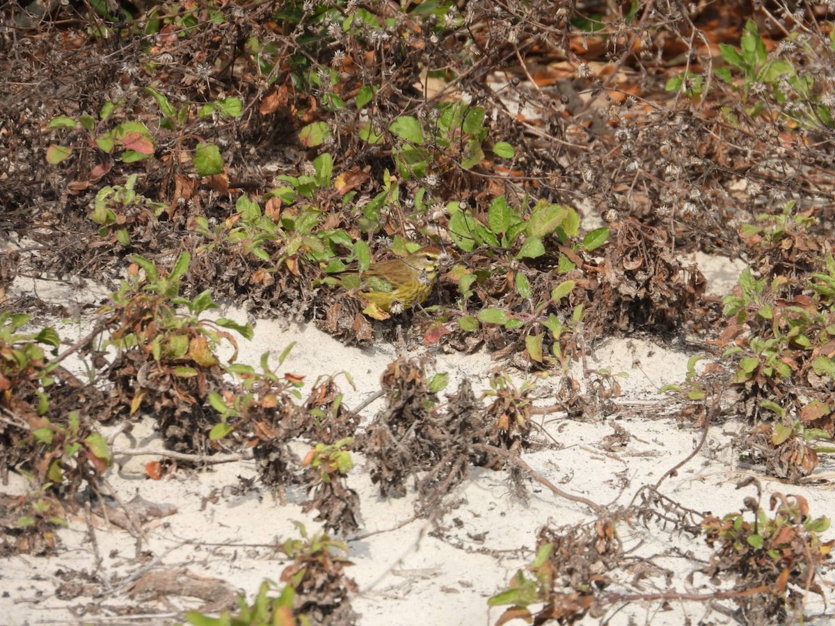 Palm Warbler (Yellow) - ML649977631