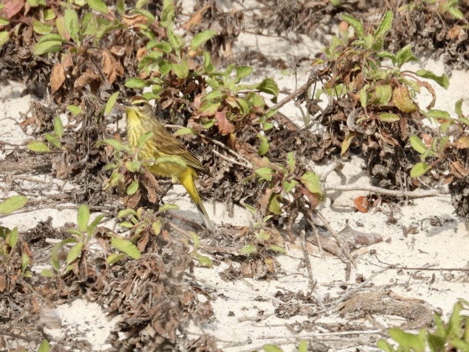 Palm Warbler (Yellow) - ML649977632