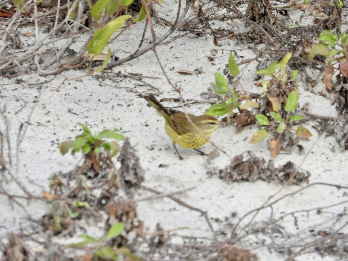 Palm Warbler (Yellow) - ML649977634