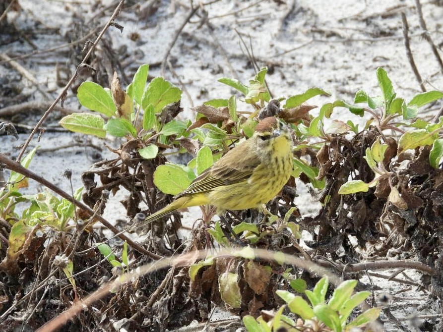 Palm Warbler (Yellow) - ML649977635