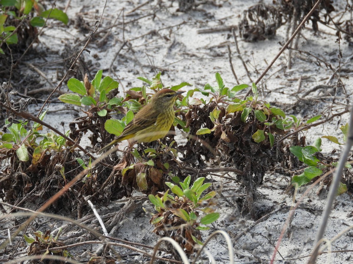 Palm Warbler (Yellow) - ML649977636