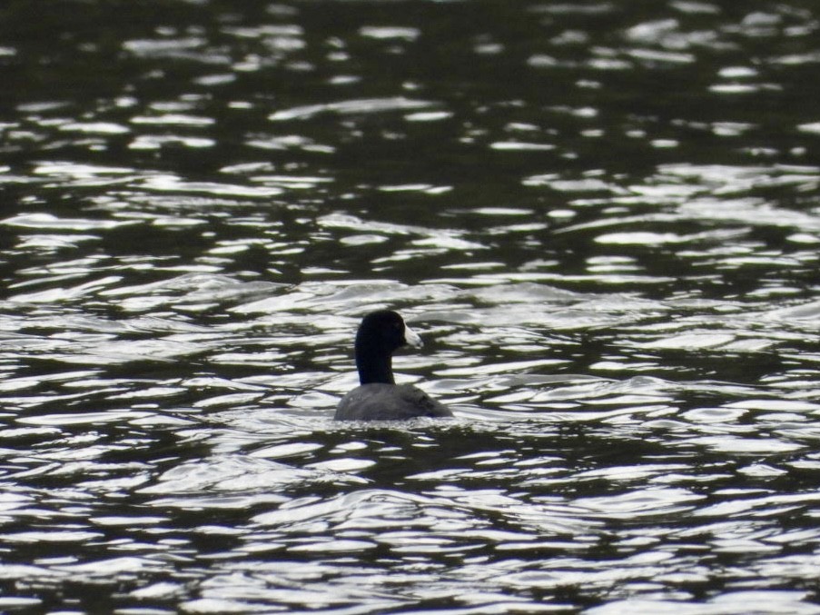 American Coot - ML649977661