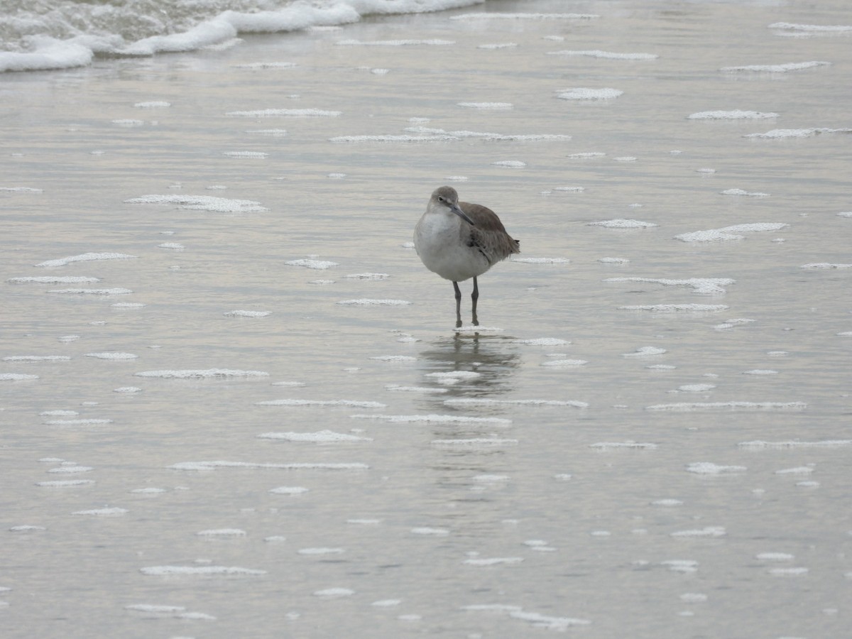 Willet - ML649977697