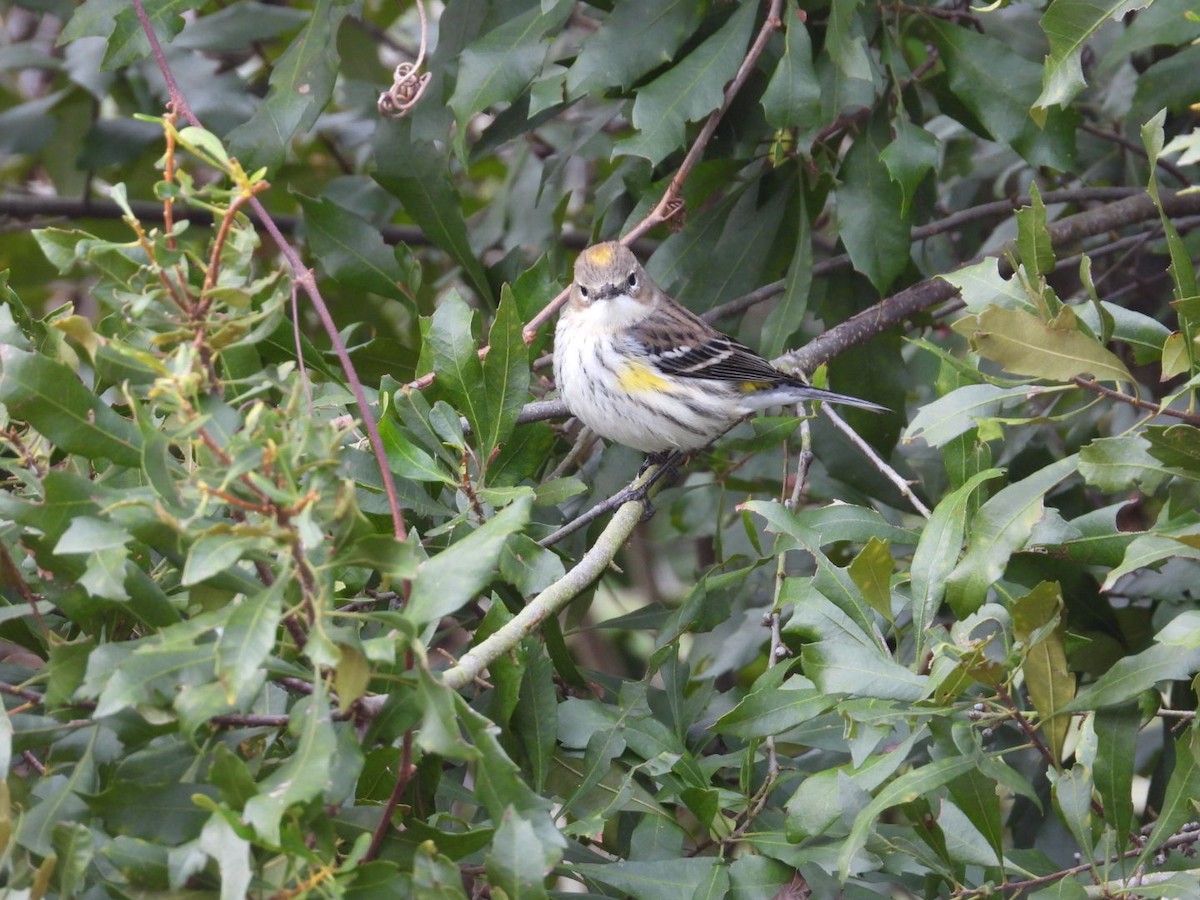 Yellow-rumped Warbler - ML649977737