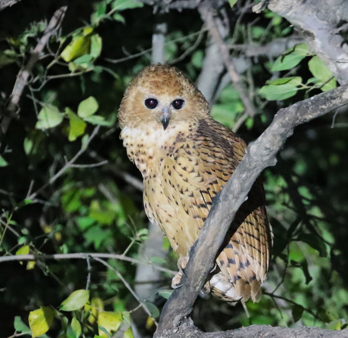 Сова-рибоїд смугаста - ML649977878