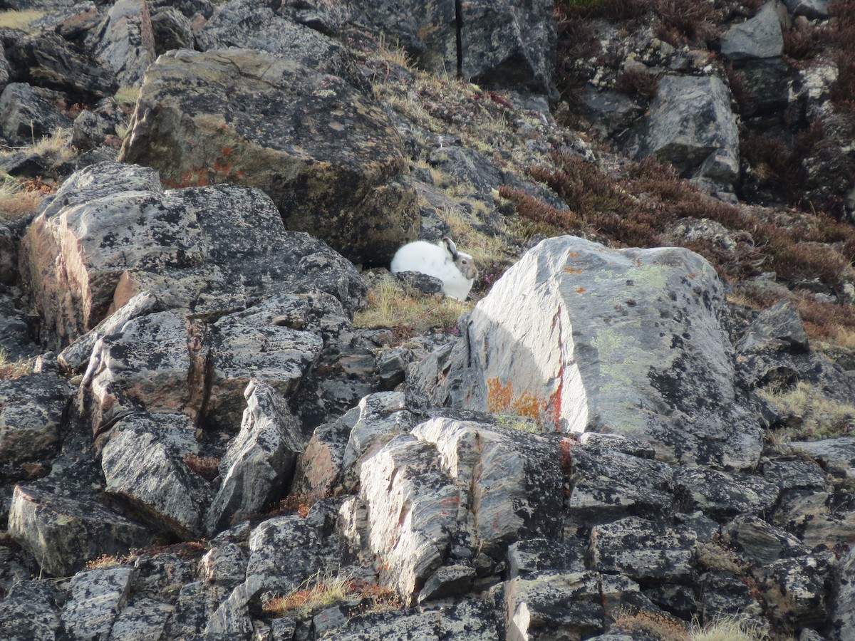 Animals - ML649978054