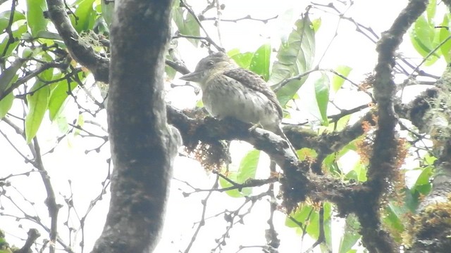 Western Striolated-Puffbird - ML649978402