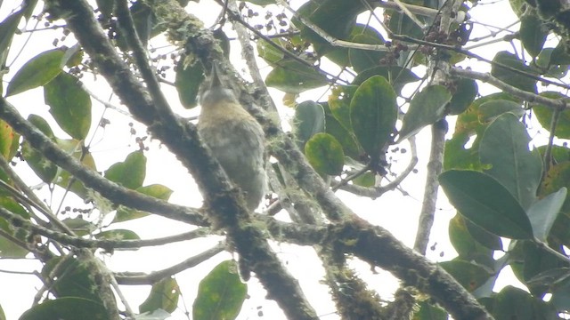 Western Striolated-Puffbird - ML649978423