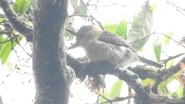 Western Striolated-Puffbird - ML649978424