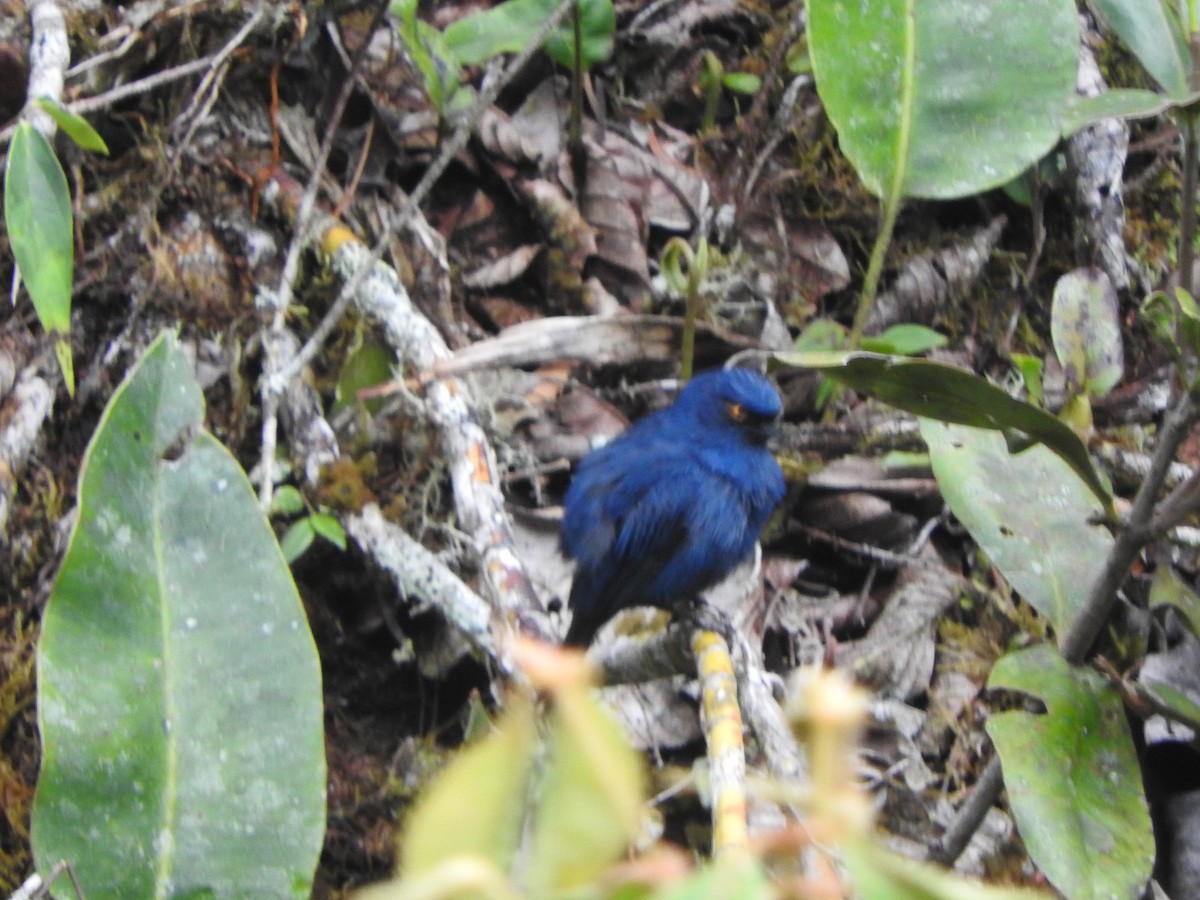 Deep-blue Flowerpiercer - ML649978483