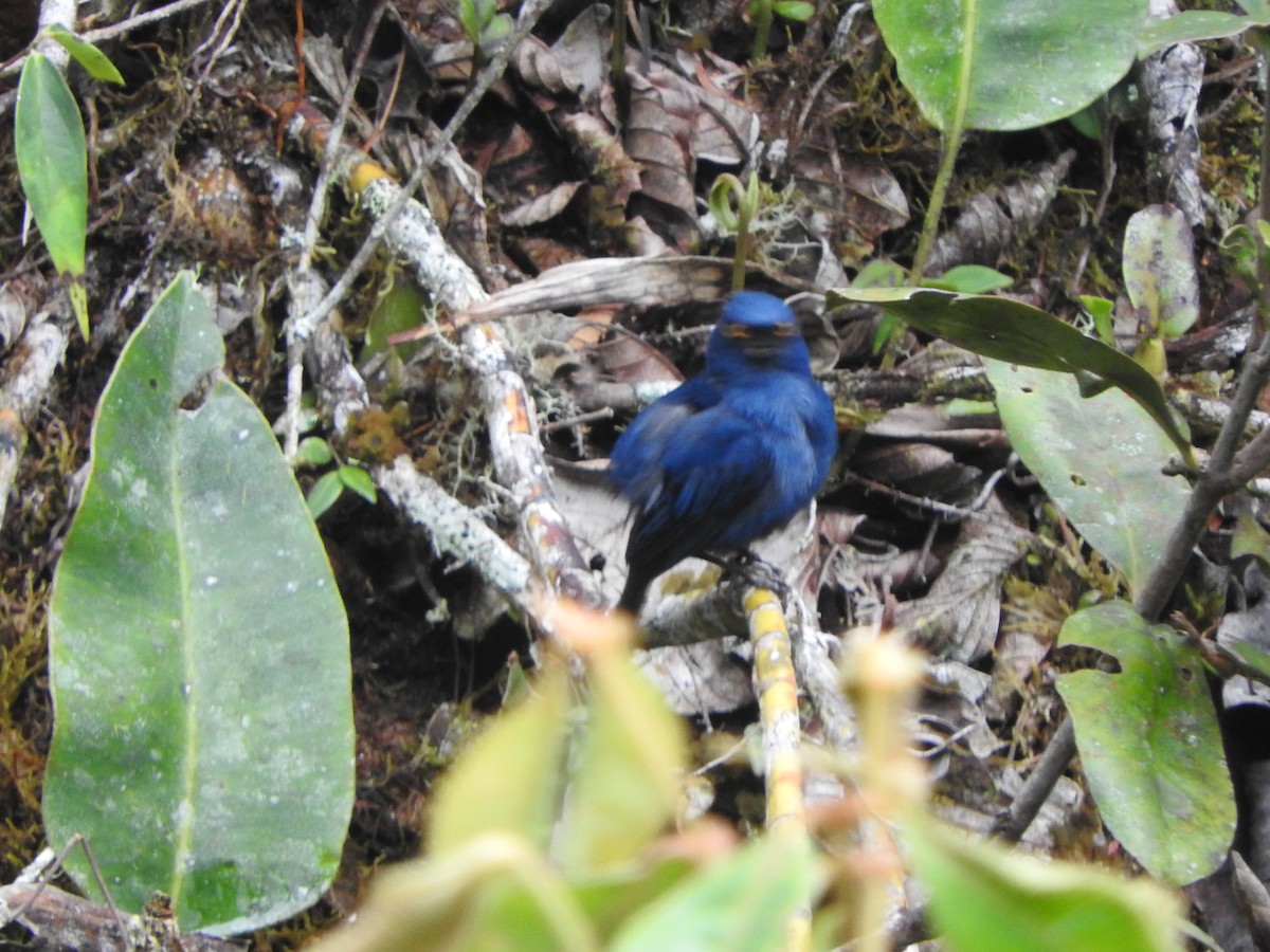 Deep-blue Flowerpiercer - ML649978484
