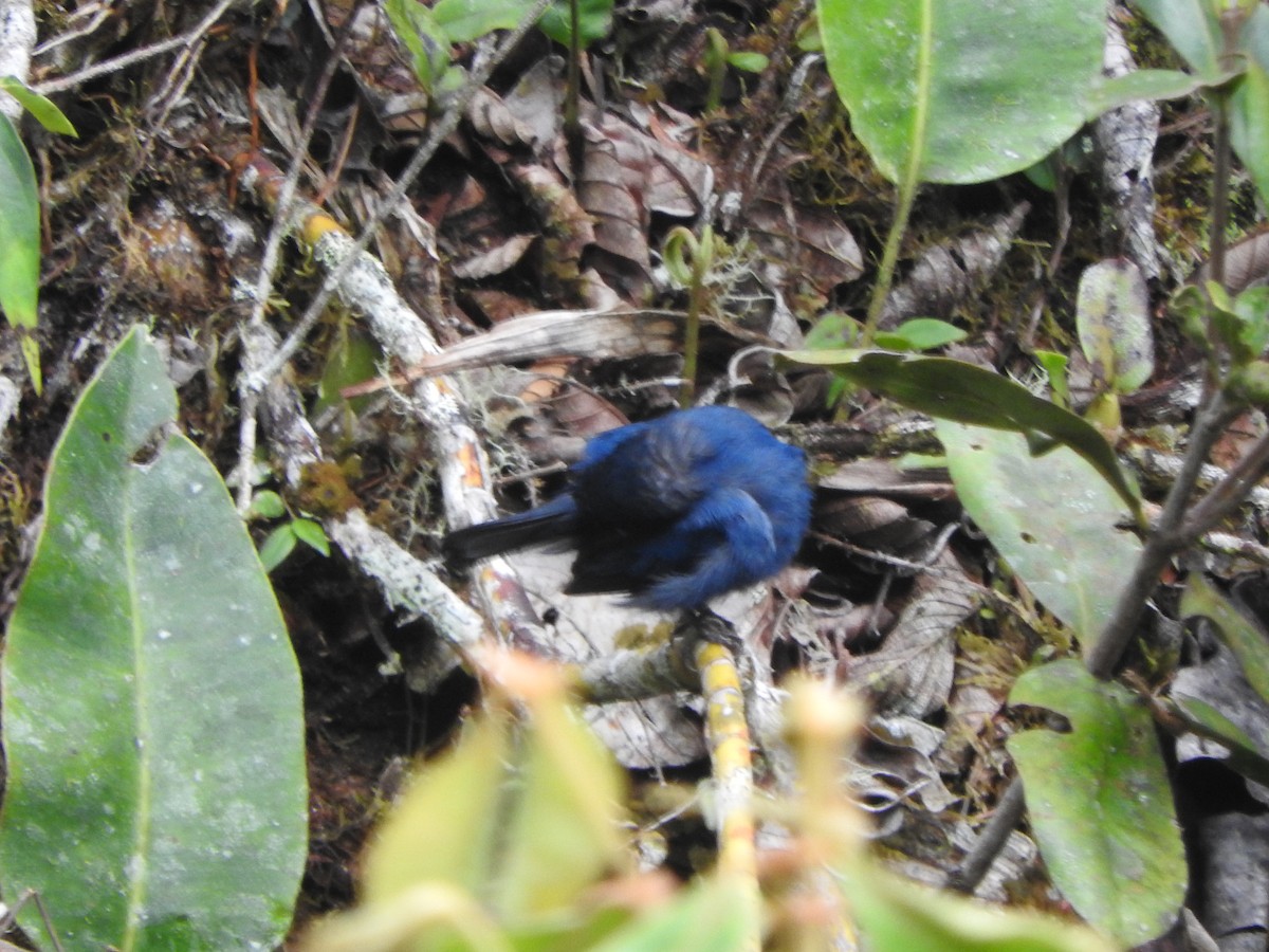 Deep-blue Flowerpiercer - ML649978485