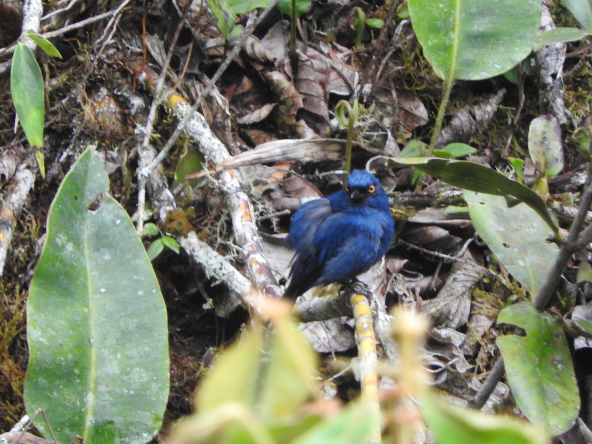 Deep-blue Flowerpiercer - ML649978486