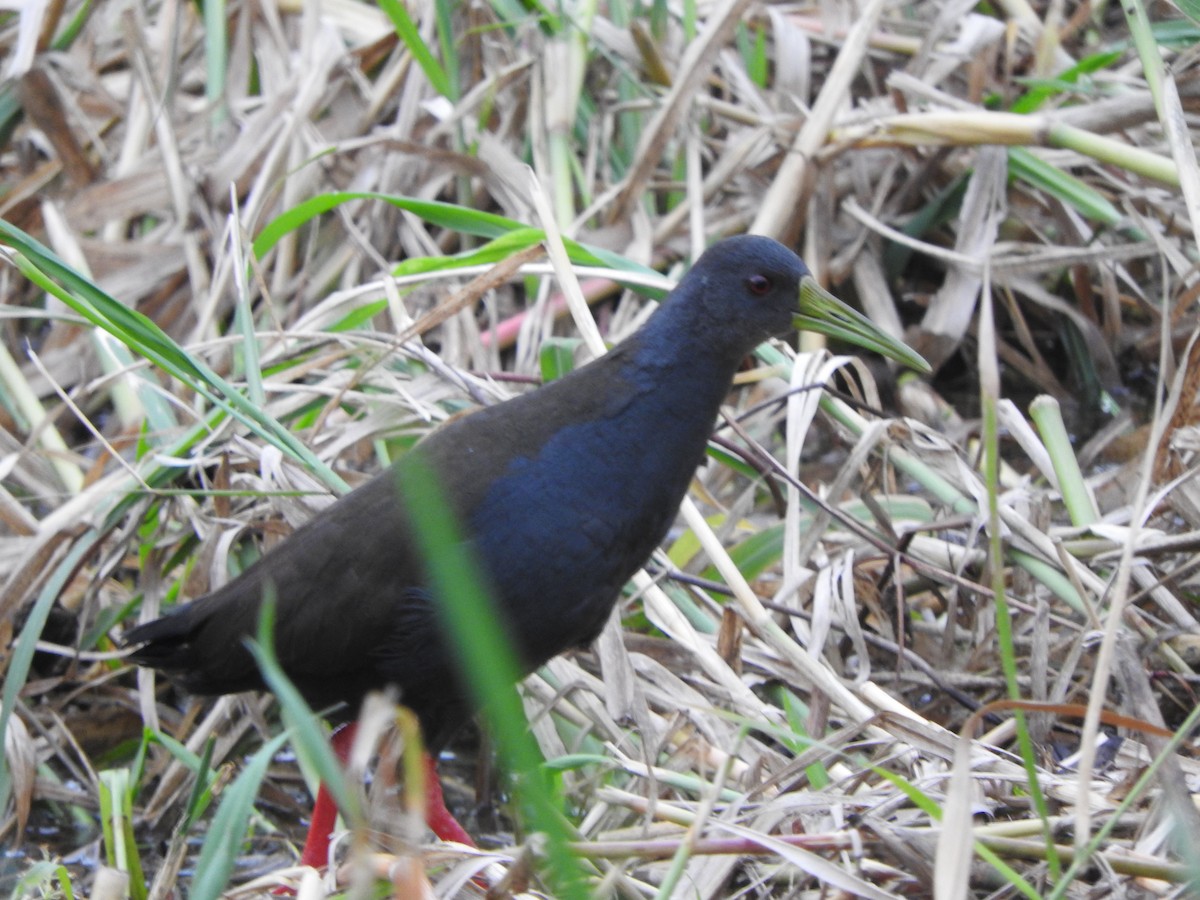 Blackish Rail - ML649978510