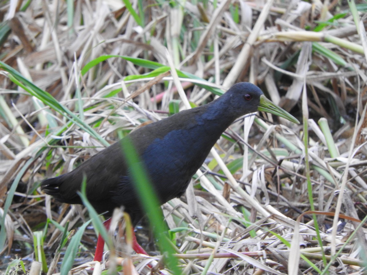 Blackish Rail - ML649978511