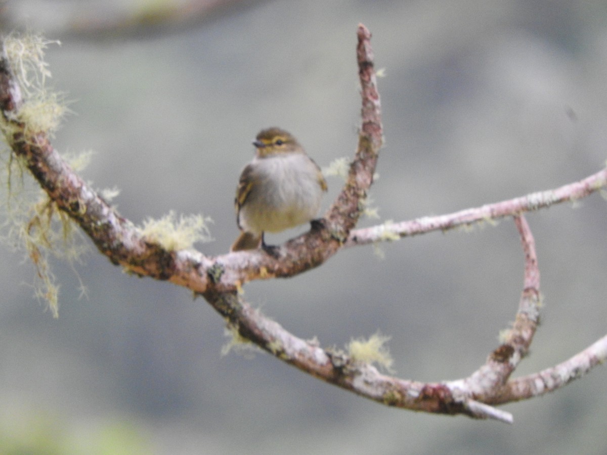 Golden-faced Tyrannulet - ML649978531