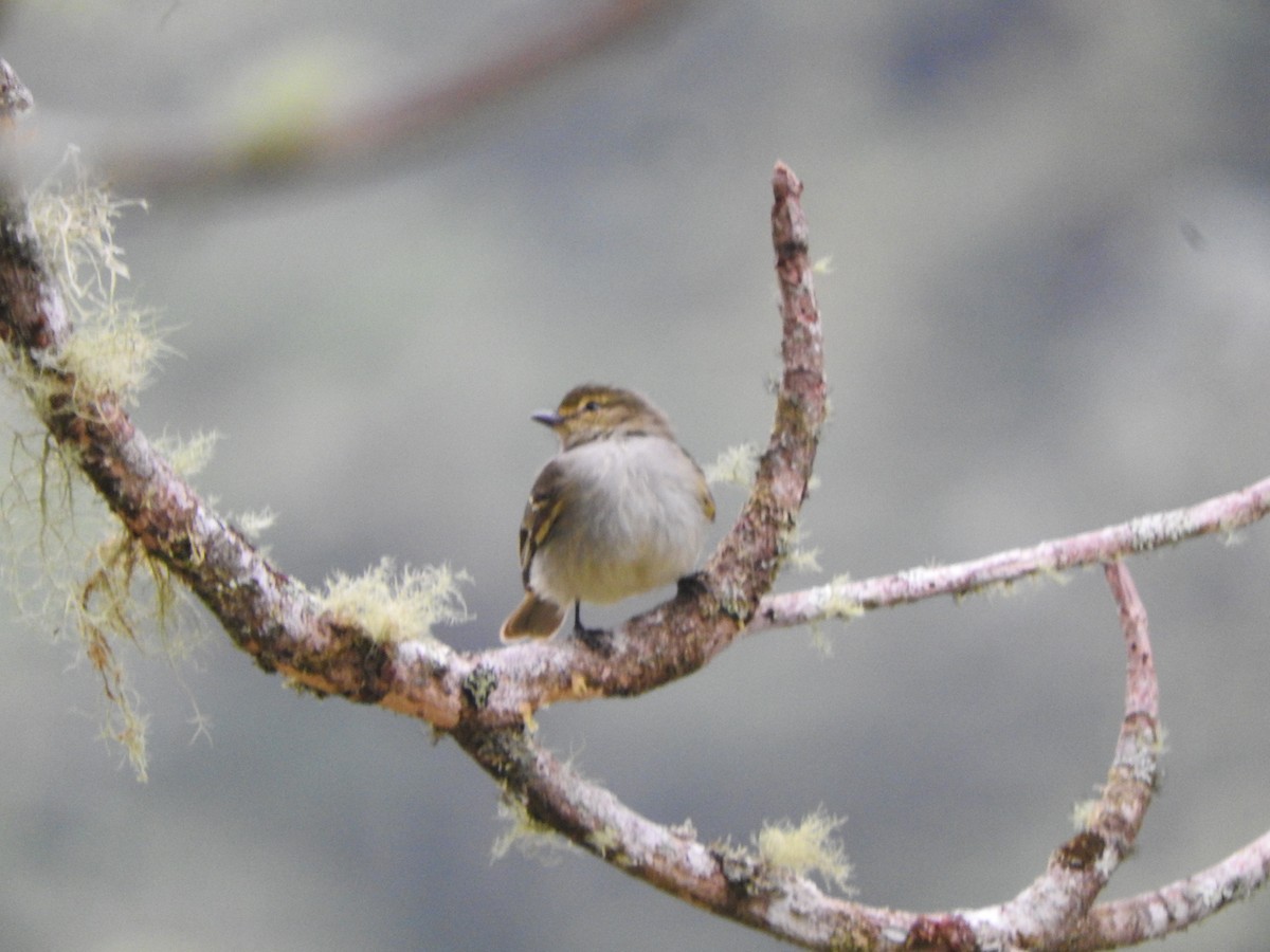 Golden-faced Tyrannulet - ML649978532
