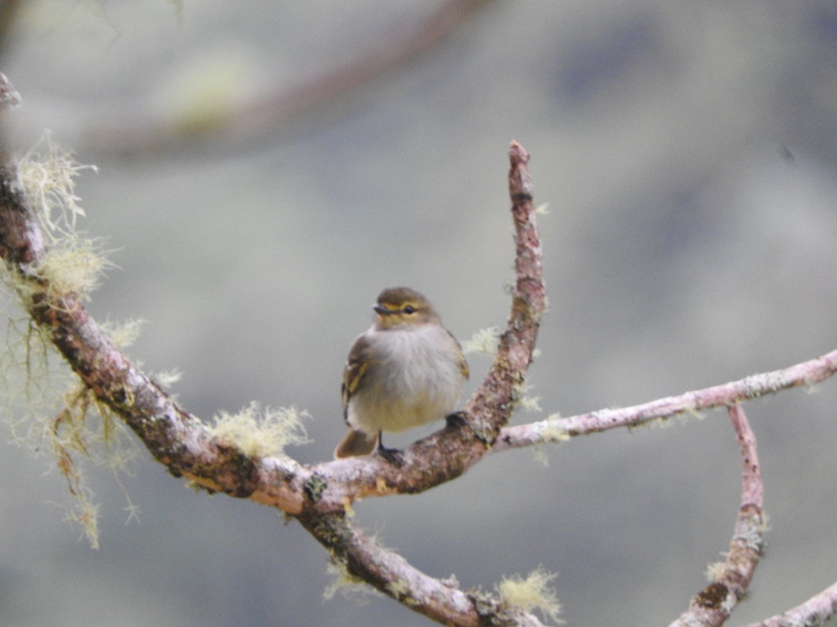 Golden-faced Tyrannulet - ML649978533
