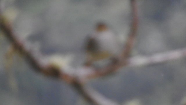 Golden-faced Tyrannulet - ML649978537