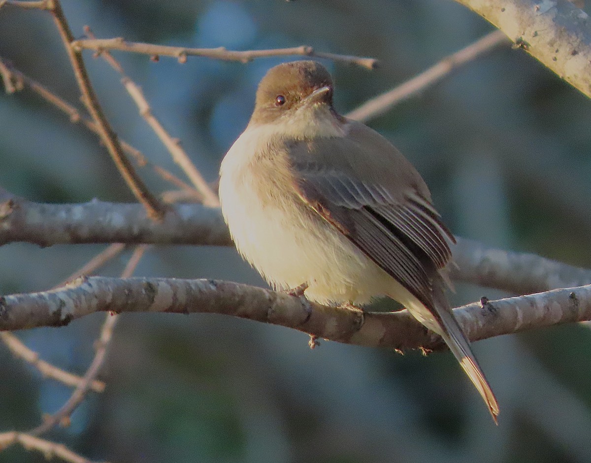 ツキヒメハエトリ - ML649978952