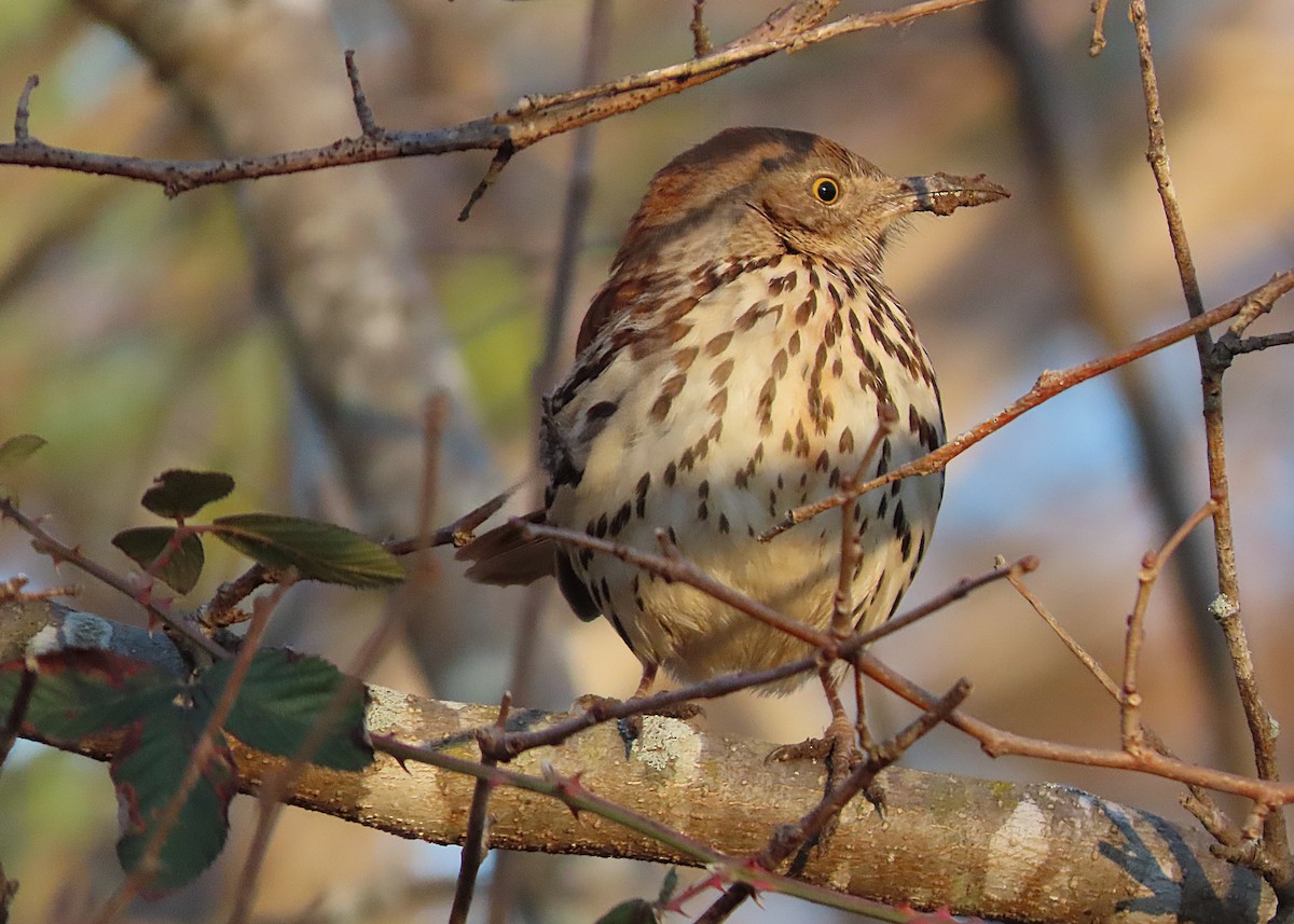 チャイロツグミモドキ - ML649978966