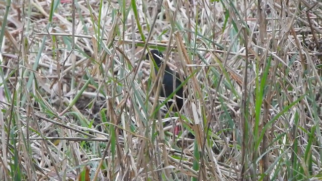 Blackish Rail - ML649979418