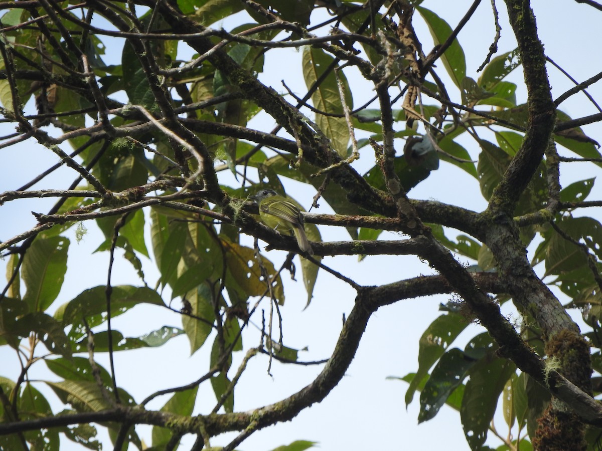 Marble-faced Bristle-Tyrant - ML649979444