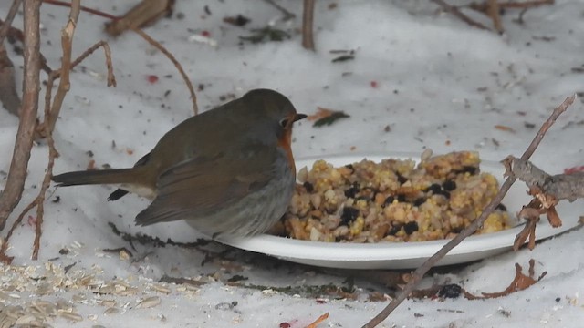 European Robin - ML649979484
