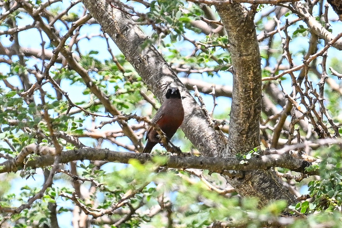 Black-faced Waxbill - ML649979730