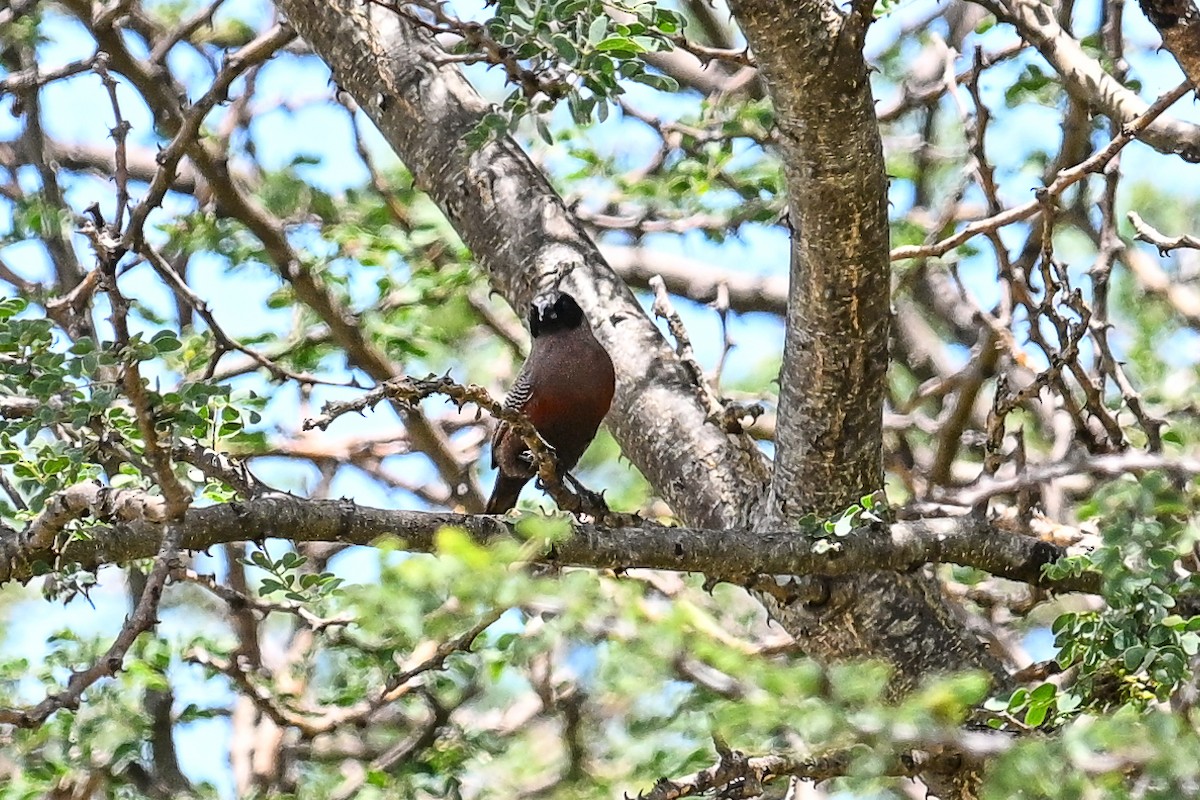 Black-faced Waxbill - ML649979740