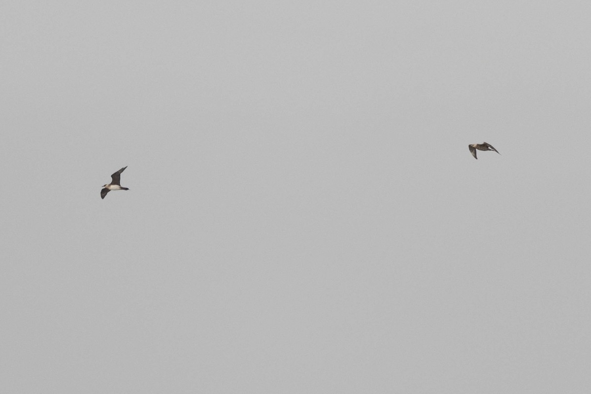 Parasitic Jaeger - ML649980634