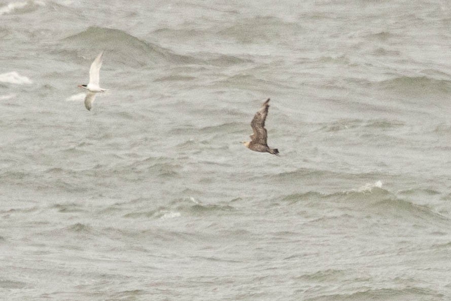 Parasitic Jaeger - ML649980635