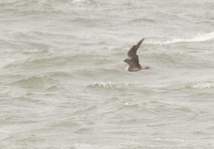 Parasitic Jaeger - ML649980636